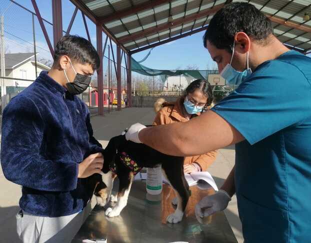 En Olivar continúan con gran éxito los operativos veterinarios municipales